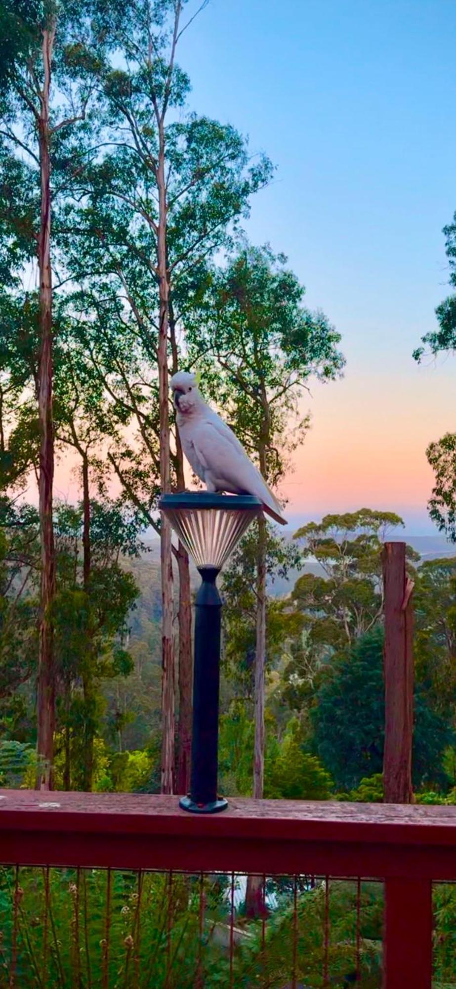 Melbourne Topview Villa In Dandenong Ranges Near Skyhigh Kalorama Exterior photo